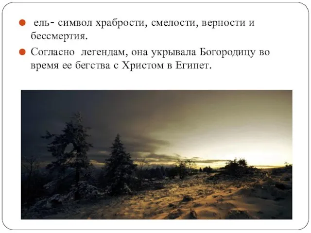 ель- символ храбрости, смелости, верности и бессмертия. Согласно легендам, она укрывала