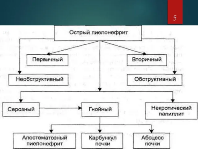 Классификация острого пиелонефрита по патогенезу