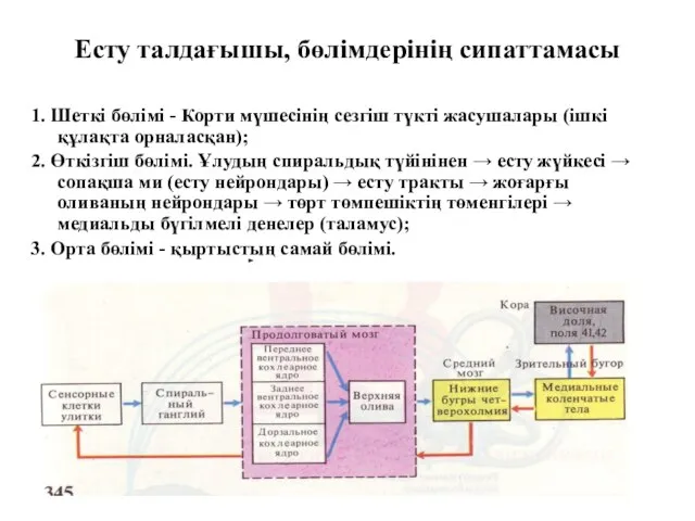 Есту талдағышы, бөлімдерінің сипаттамасы 1. Шеткі бөлімі - Корти мүшесінің сезгіш