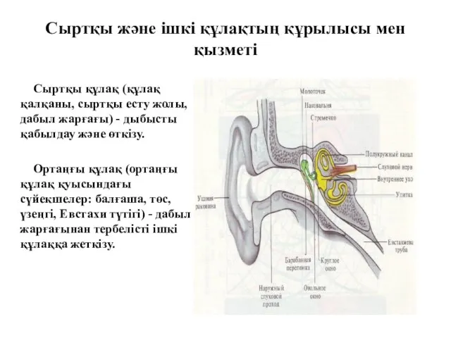 Сыртқы және ішкі құлақтың құрылысы мен қызметі Сыртқы құлақ (құлақ қалқаны,