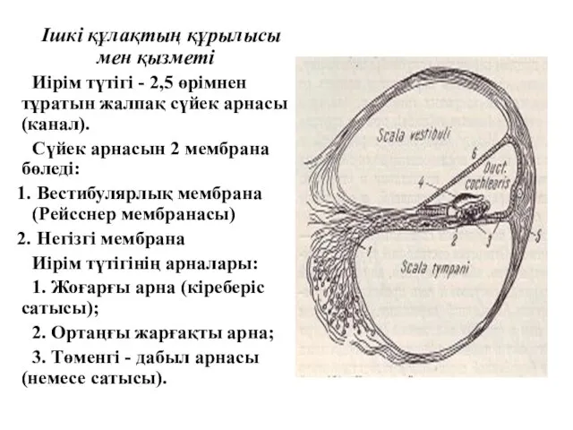 Ішкі құлақтың құрылысы мен қызметі Иірім түтігі - 2,5 өрімнен тұратын