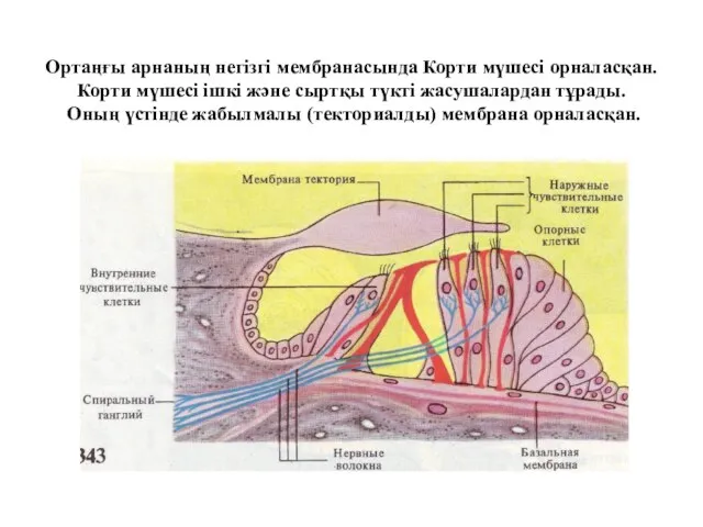 Ортаңғы арнаның негізгі мембранасында Корти мүшесі орналасқан. Корти мүшесі ішкі және
