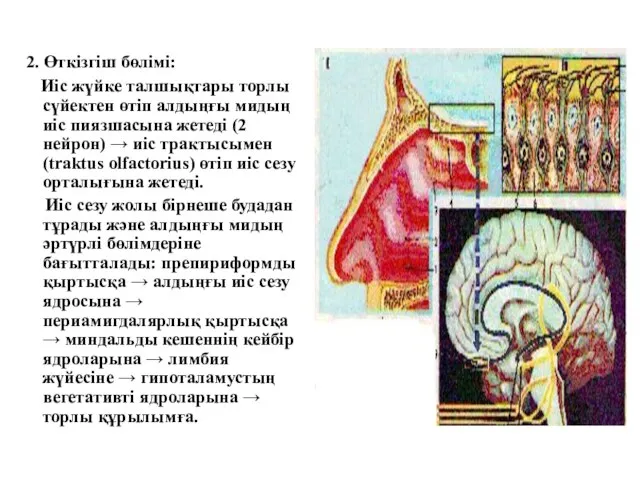 2. Өткізгіш бөлімі: Иіс жүйке талшықтары торлы сүйектен өтіп алдыңғы мидың