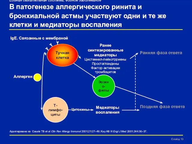 Slide Единая дыхательная система, единое заболевание В патогенезе аллергического ринита и