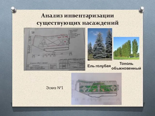 Анализ инвентаризации существующих насаждений Ель голубая Тополь обыкновенный Эскиз №1