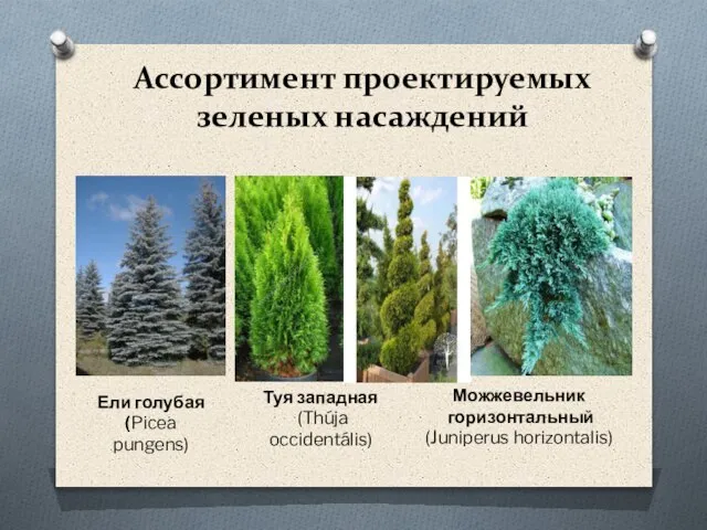Ассортимент проектируемых зеленых насаждений Ели голубая (Picea pungens) Туя западная (Thúja occidentális) Можжевельник горизонтальный (Juniperus horizontalis)