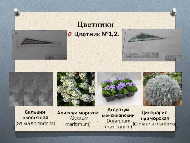 Цветники Цветник №1,2. Сальвия блестящая (Salvia splendens) Агератум мексиканский (Ageratum mexicanum)