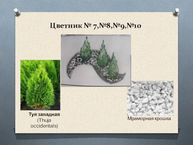 Цветник № 7,№8,№9,№10 Туя западная (Thuja occidentals) Мраморная крошка