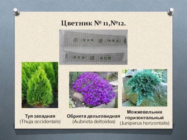 Цветник № 11,№12. Обриета дельтовидная (Aubrieta deltoidea) Туя западная (Thuja occidentals) Можжевельник горизонтальный (Juniperus horizontalis)