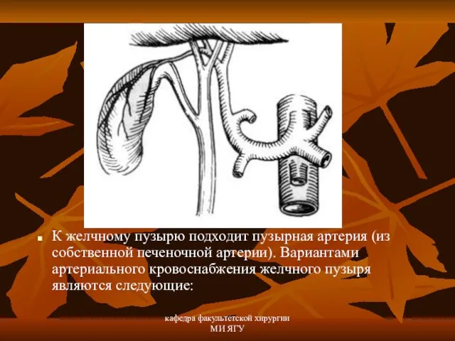 кафедра факультетской хирургии МИ ЯГУ К желчному пузырю подходит пузырная артерия