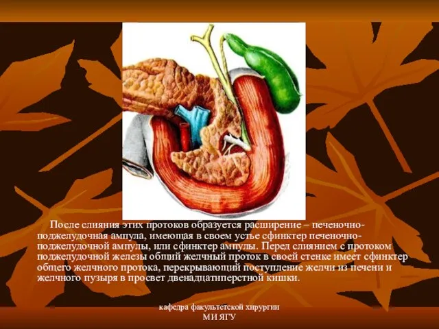 кафедра факультетской хирургии МИ ЯГУ После слияния этих протоков образуется расширение