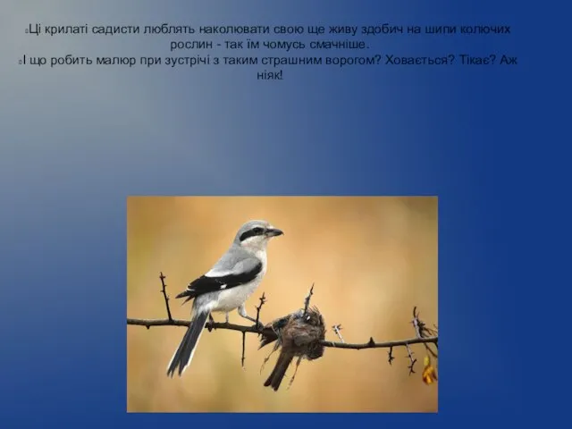 Ці крилаті садисти люблять наколювати свою ще живу здобич на шипи