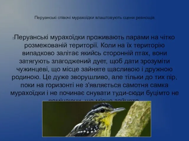 Перуанські співочі мурахоїдки влаштовують сцени ревнощів Перуанські мурахоїдки проживають парами на