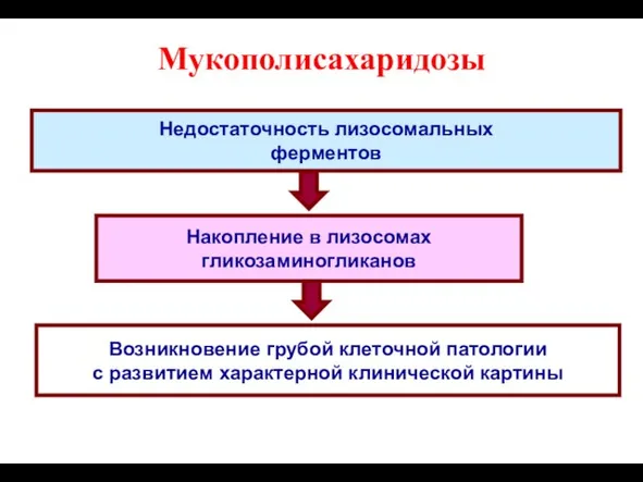 Мукополисахаридозы Недостаточность лизосомальных ферментов Накопление в лизосомах гликозаминогликанов Возникновение грубой клеточной