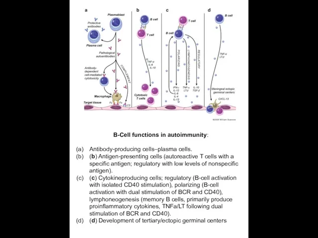 B-Cell functions in autoimmunity: Antibody-producing cells–plasma cells. (b) Antigen-presenting cells (autoreactive