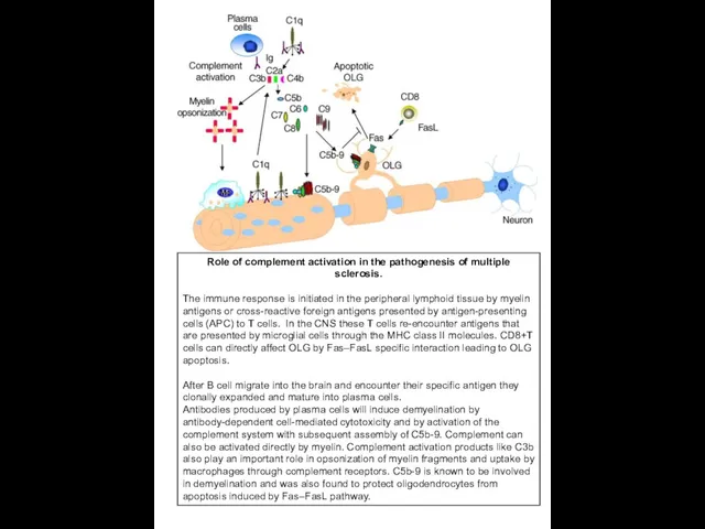 Role of complement activation in the pathogenesis of multiple sclerosis. The