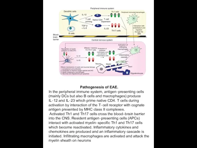 Pathogenesis of EAE. In the peripheral immune system, antigen‐presenting cells (mainly