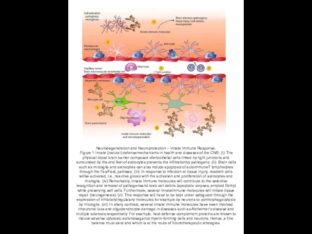 Neurodegeneration and Neuroprotection – Innate Immune Response. Figure 1 Innate (natural)