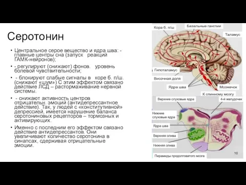 Серотонин Центральное серое вещество и ядра шва: - главные центры сна