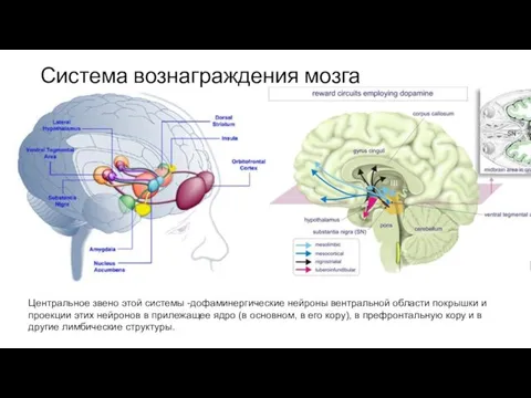 Система вознаграждения мозга Центральное звено этой системы -дофаминергические нейроны вентральной области