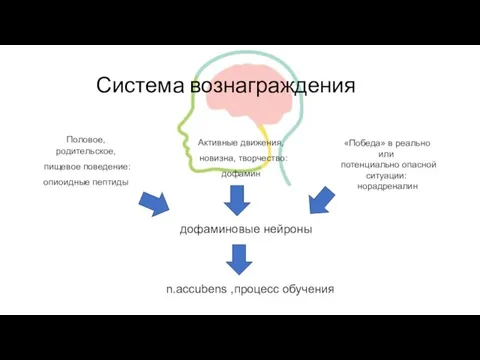 Система вознаграждения Половое, родительское, пищевое поведение: опиоидные пептиды Активные движения, новизна,