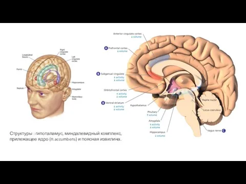 Структуры : гипоталамус, миндалевидный комплекс, прилежащее ядро (п.accumbens) и поясная извилина.