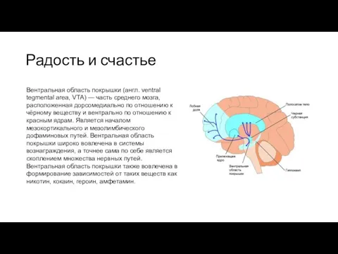 Радость и счастье Вентральная область покрышки (англ. ventral tegmental area, VTA)