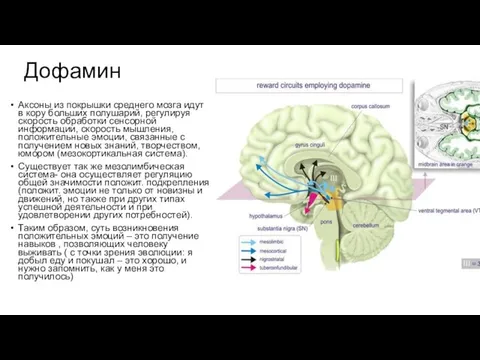 Дофамин Аксоны из покрышки среднего мозга идут в кору больших полушарий,