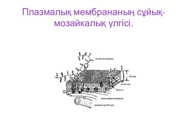 Плазмалық мембрананың сұйық-мозайкалық үлгісі.