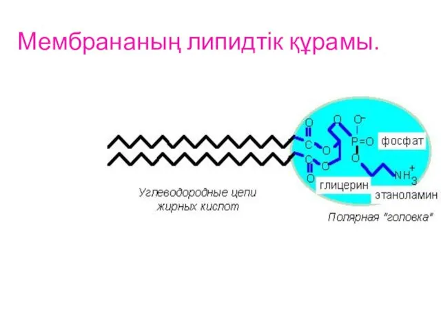 Мембрананың липидтік құрамы.