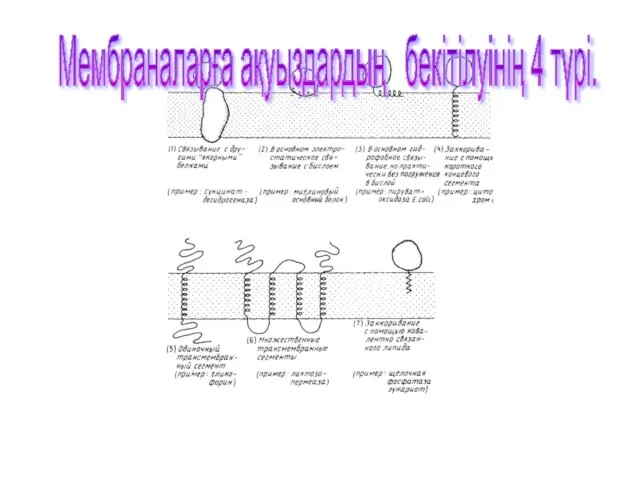 Мембраналарға ақуыздардың бекітілуінің 4 түрі.