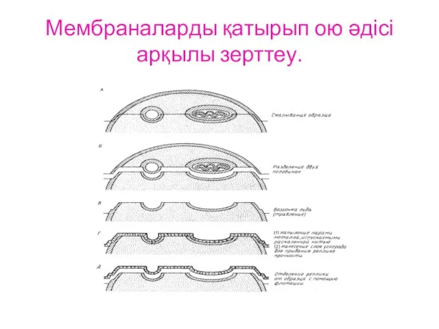 Мембраналарды қатырып ою әдісі арқылы зерттеу.