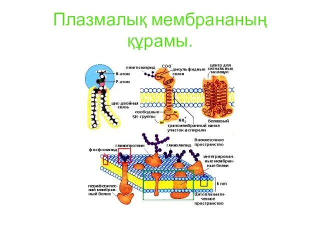 Плазмалық мембрананың құрамы.