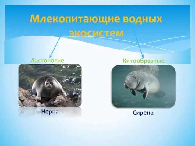 Млекопитающие водных экосистем Ластоногие Китообразные