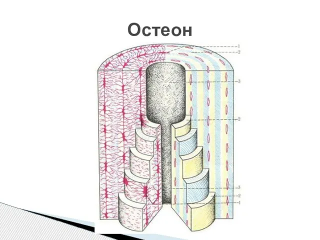 Остеон