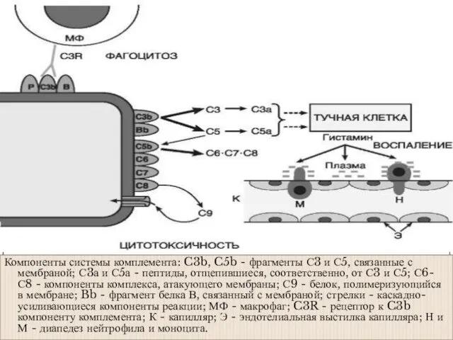 Компоненты системы комплемента: C3b, C5b - фрагменты С3 и С5, связанные