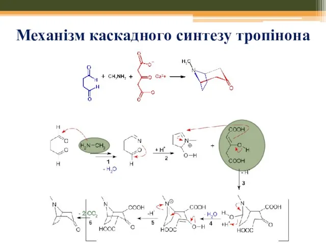 Механізм каскадного синтезу тропінона