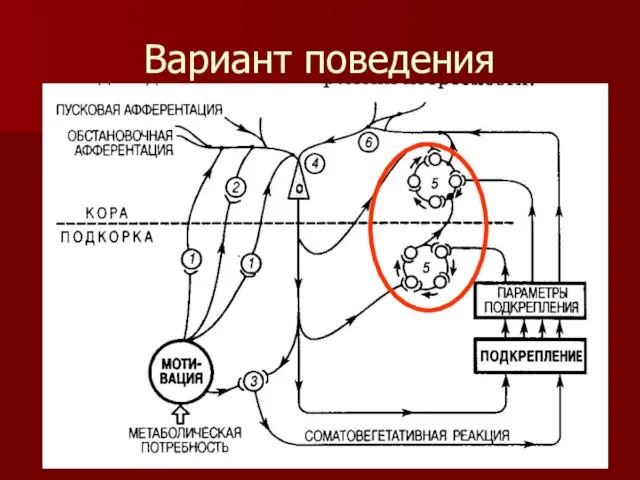 Вариант поведения