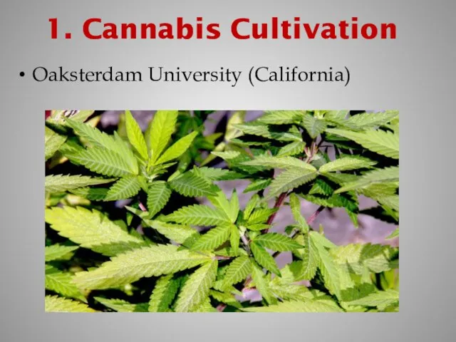 1. Cannabis Cultivation Oaksterdam University (California)