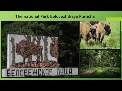 The national Park Belovezhskaya Pushcha