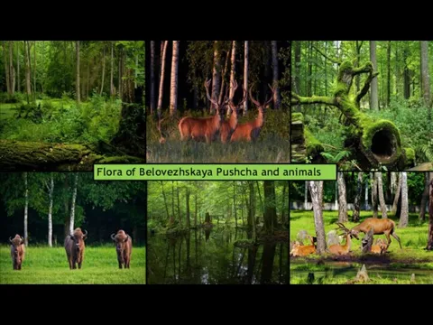 Flora of Belovezhskaya Pushcha and animals