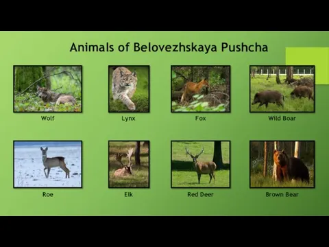 Wolf Fox Wild Boar Brown Bear Lynx Elk Red Deer Roe Animals of Belovezhskaya Pushcha