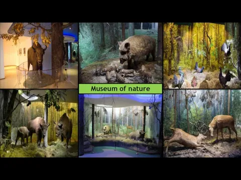 Museum of nature