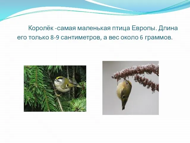 Королёк -самая маленькая птица Европы. Длина его только 8-9 сантиметров, а вес около 6 граммов.