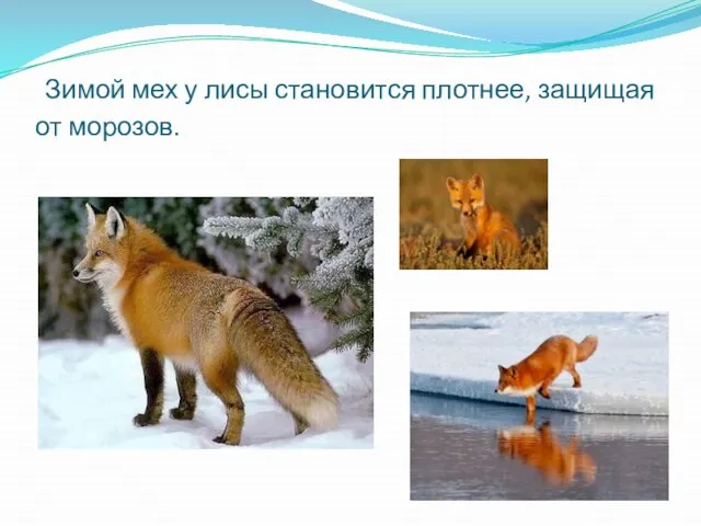 Зимой мех у лисы становится плотнее, защищая от морозов.