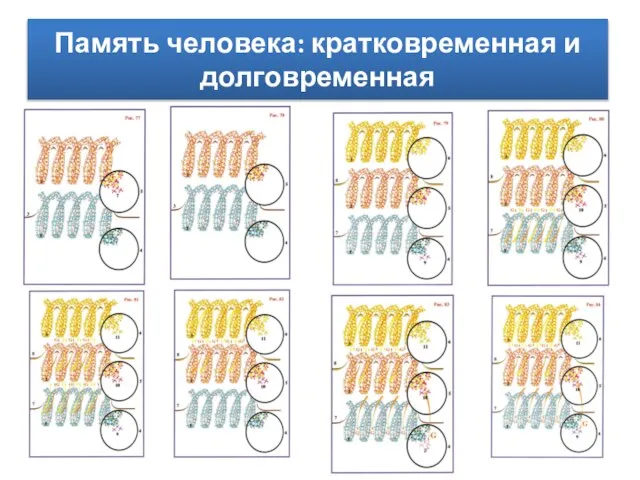 Память человека: кратковременная и долговременная