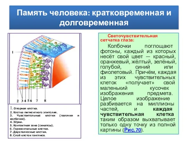 Светочувствительная сетчатка глаза: Колбочки поглощают фотоны, каждый из которых несёт свой