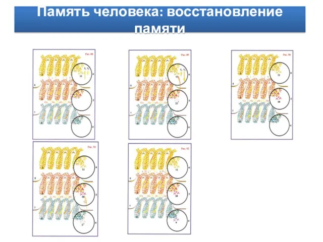 Память человека: восстановление памяти