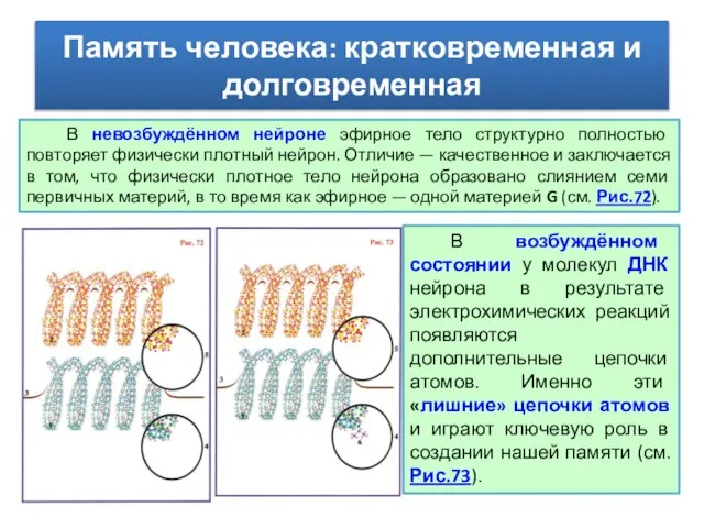 Память человека: кратковременная и долговременная В невозбуждённом нейроне эфирное тело структурно