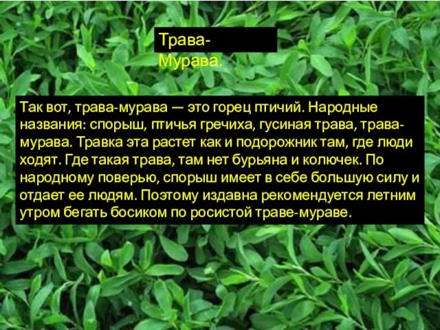 Трава-Мурава. Так вот, трава-мурава — это горец птичий. Народные названия: спорыш,